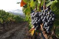 Chianti wine trails