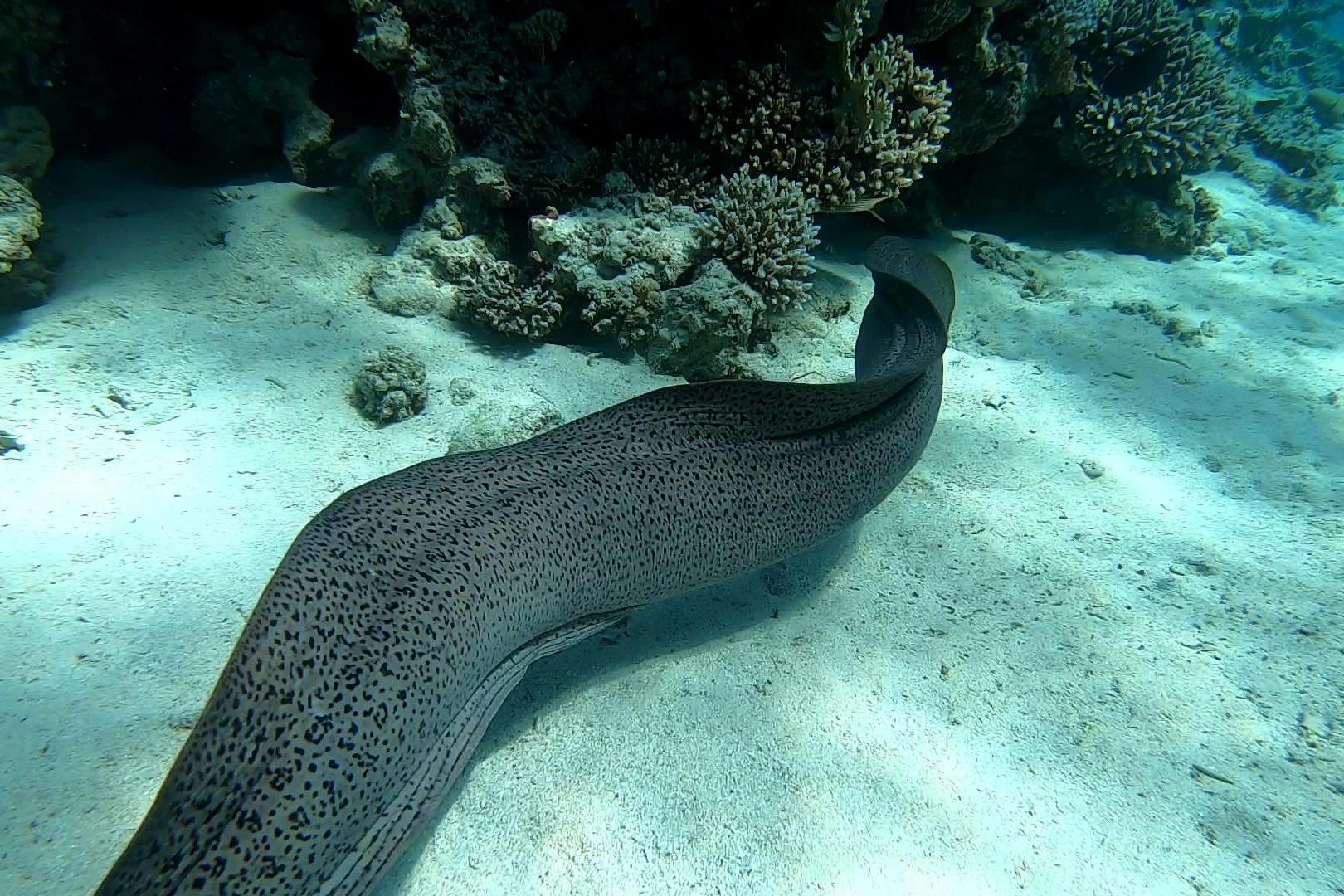 马萨阿拉姆的海蛇