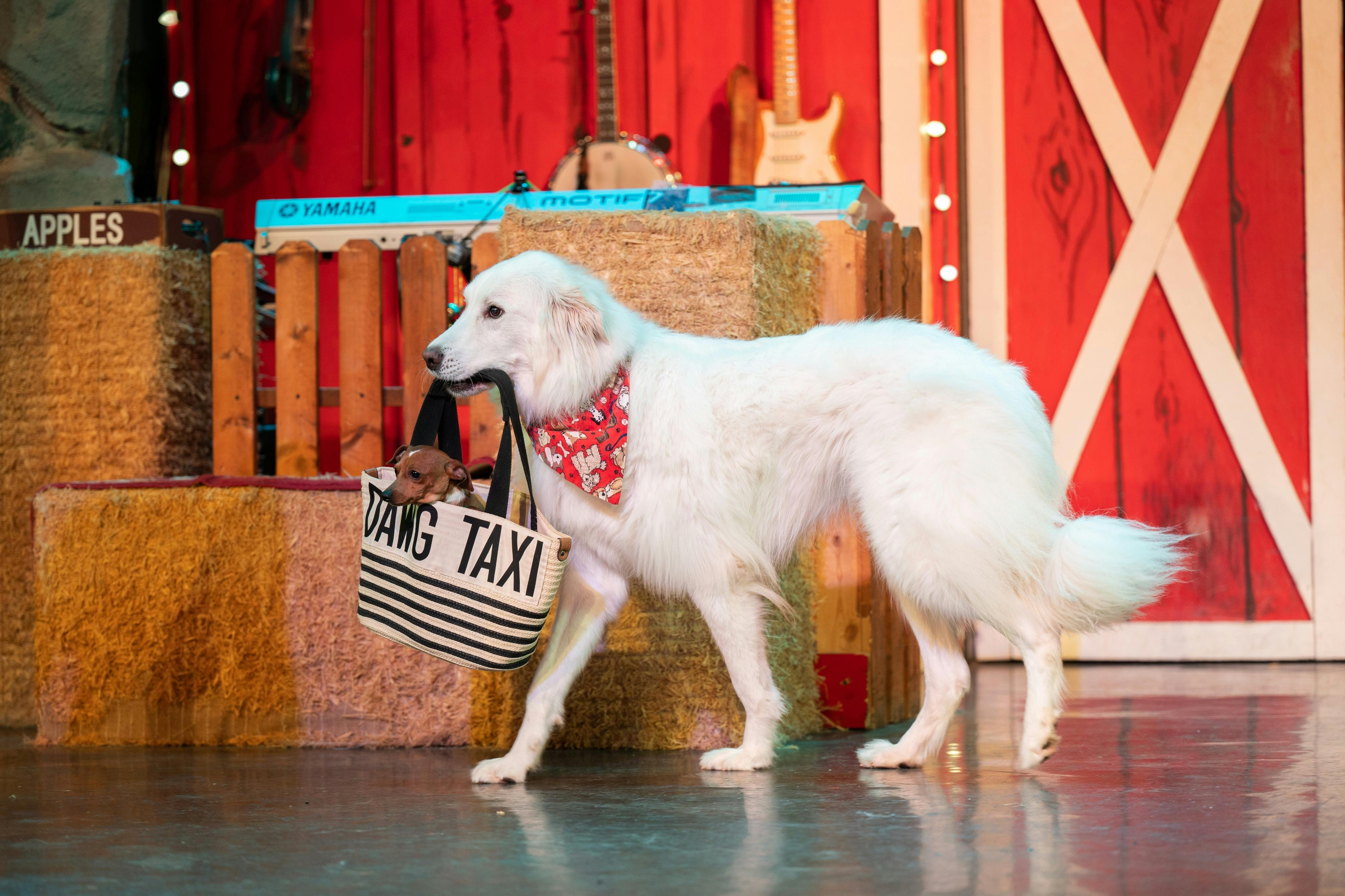 The Comedy Barn Theater: Entry Ticket - Photo 6