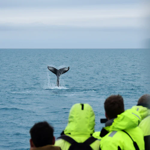 Observação de baleias: excursão saindo de Reykjavik - Photo 4