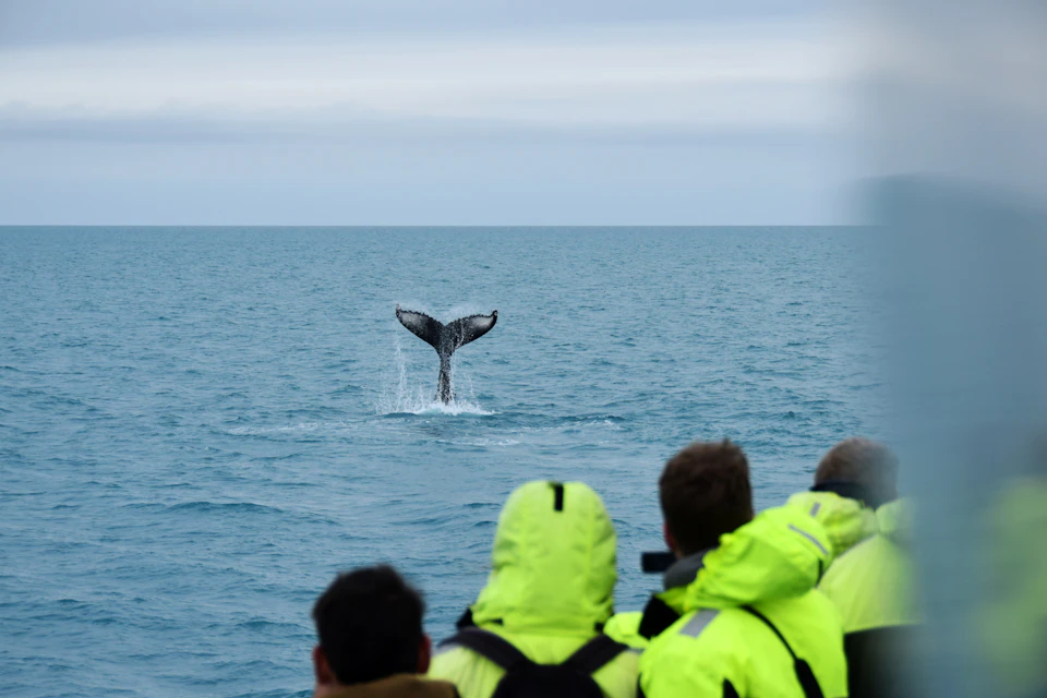People in yellow jackets observing a whale's tail above the water's surface from a boat.