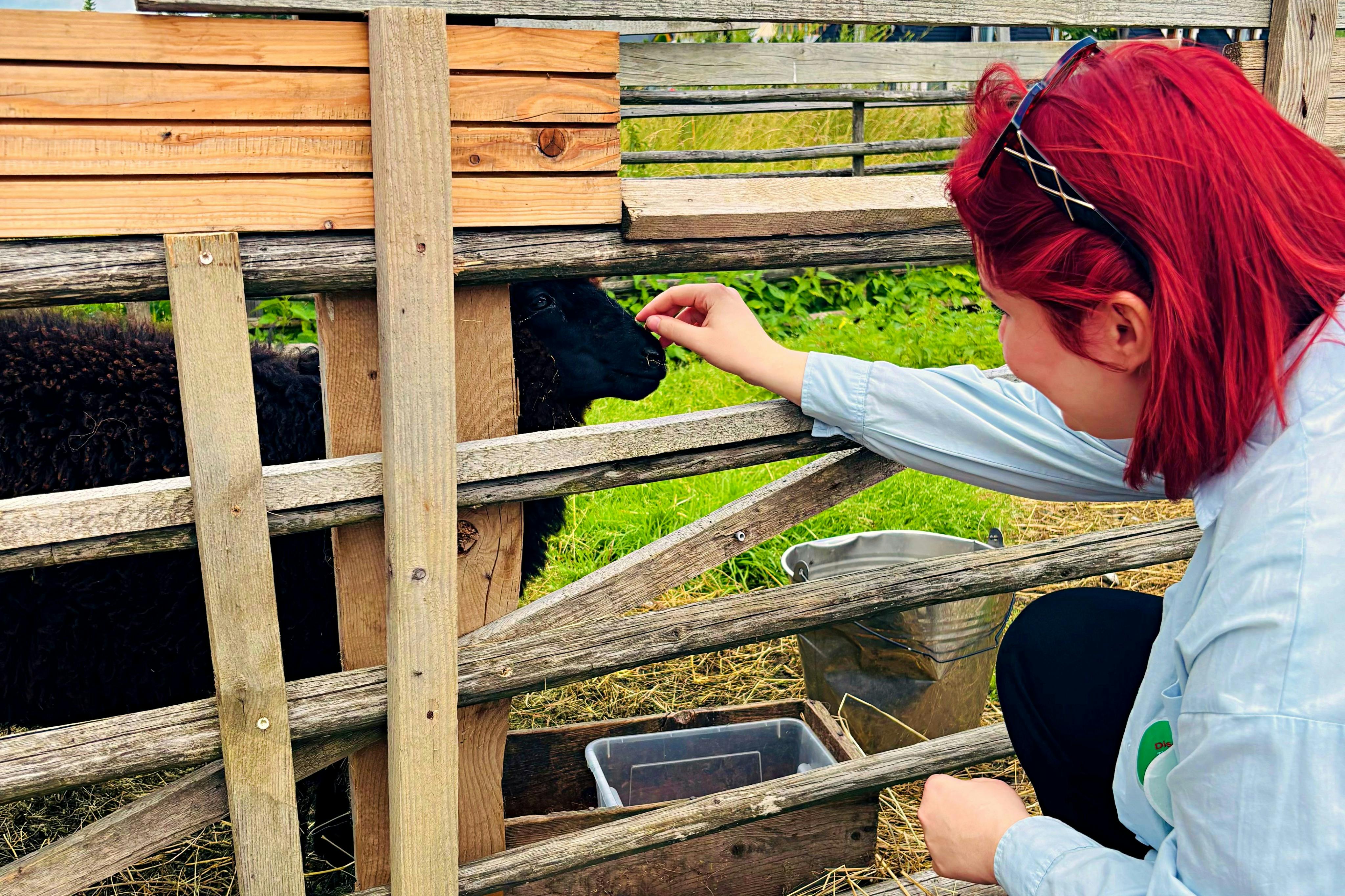 赤い髪の人が、農場の木製のフェンスを通って黒い羊に餌を与えています。