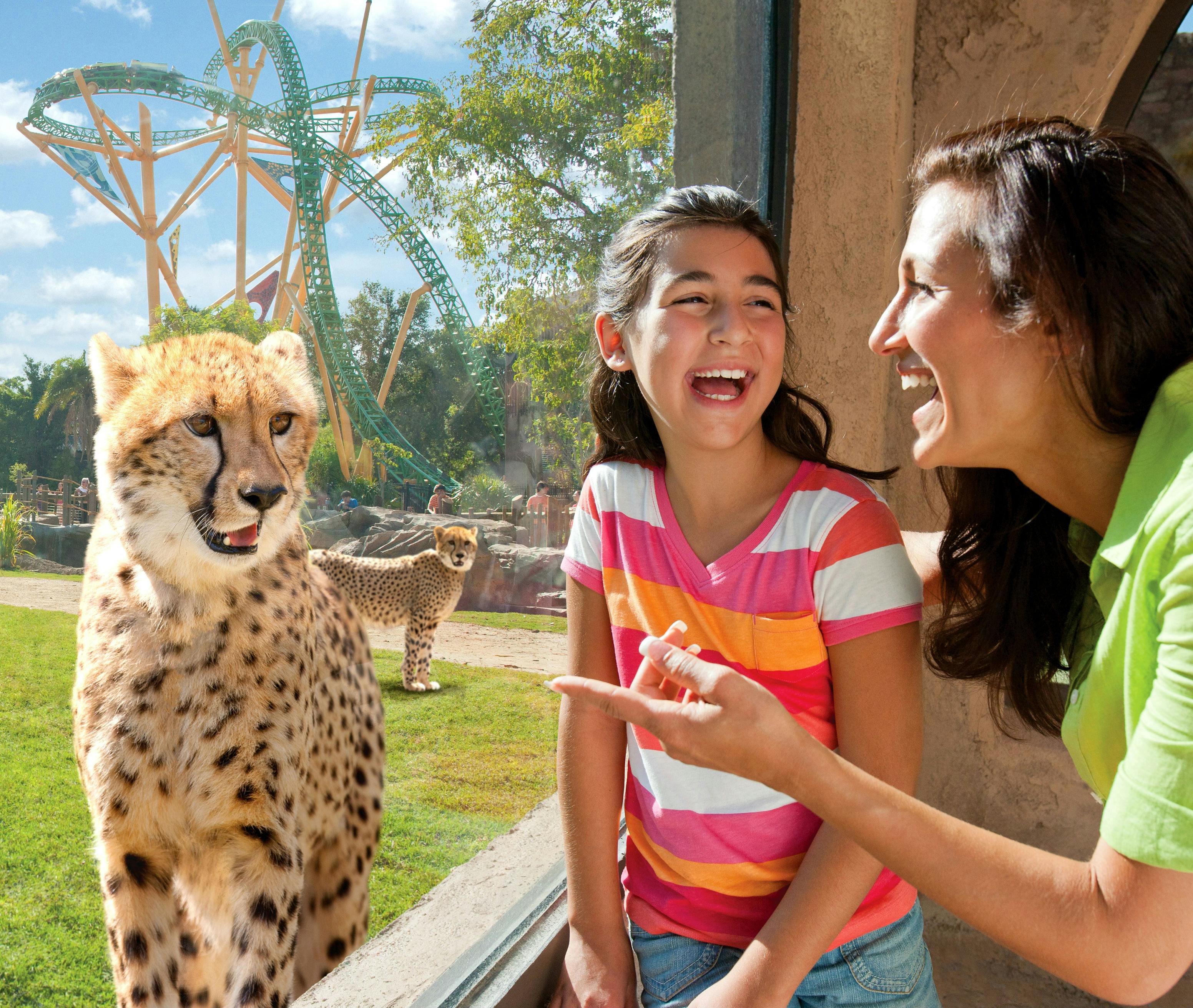一个女人和一个女孩在窗边笑，外面有两只猎豹。 背景中有过山车和树木。