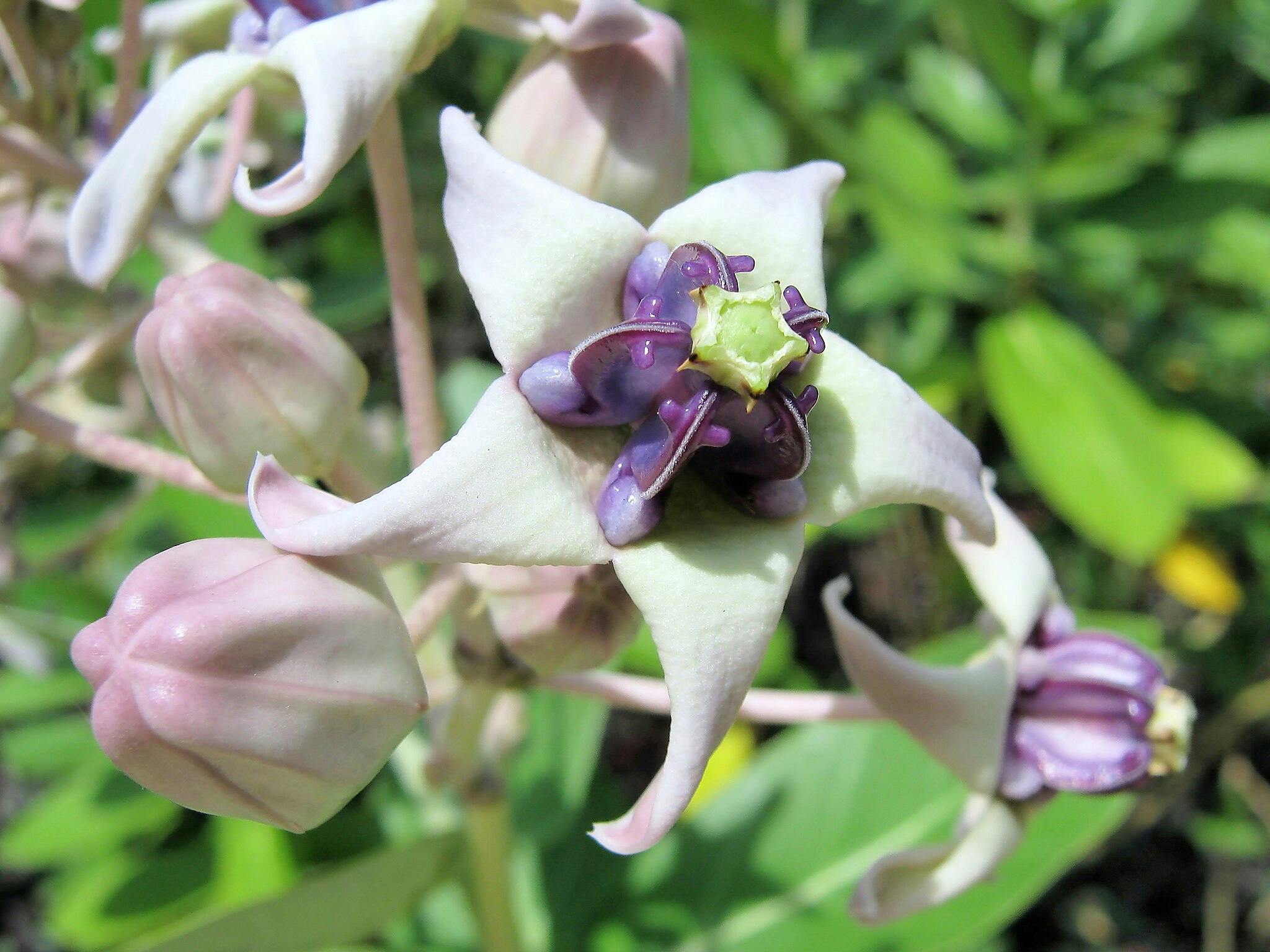 Gros plan sur des fleurs d'asclépiade violettes et blanches en forme d'étoile, avec des feuilles vertes en arrière-plan flou.
