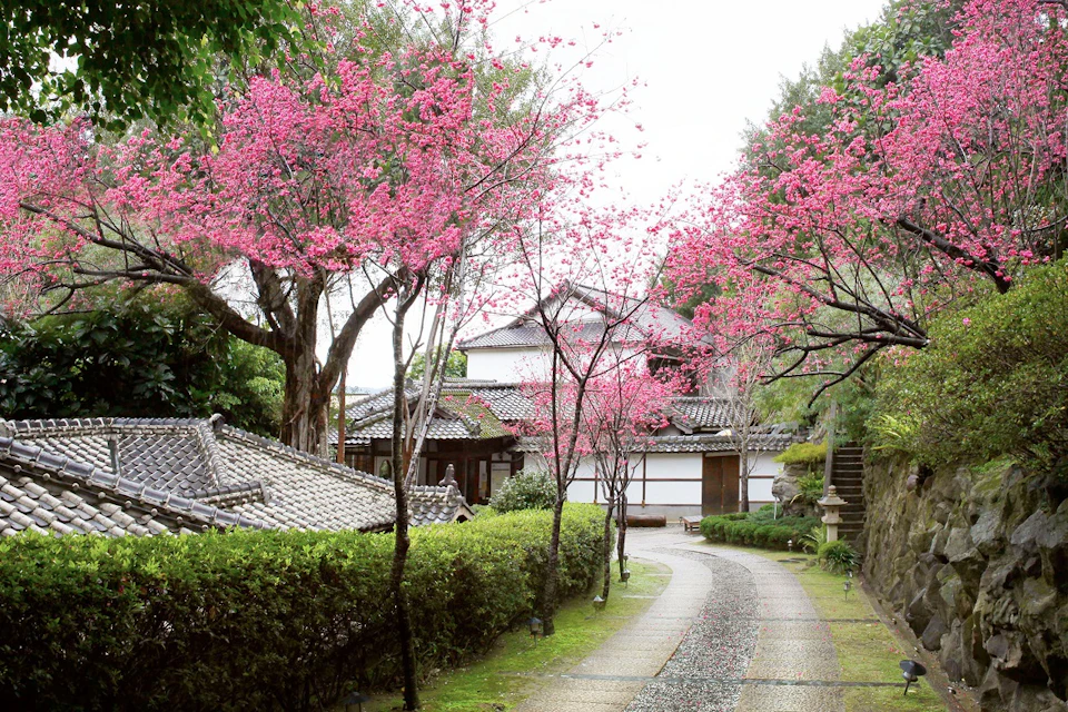 A pathway lined with pink cherry blossom trees leads to traditional Japanese-style buildings surrounded by greenery.