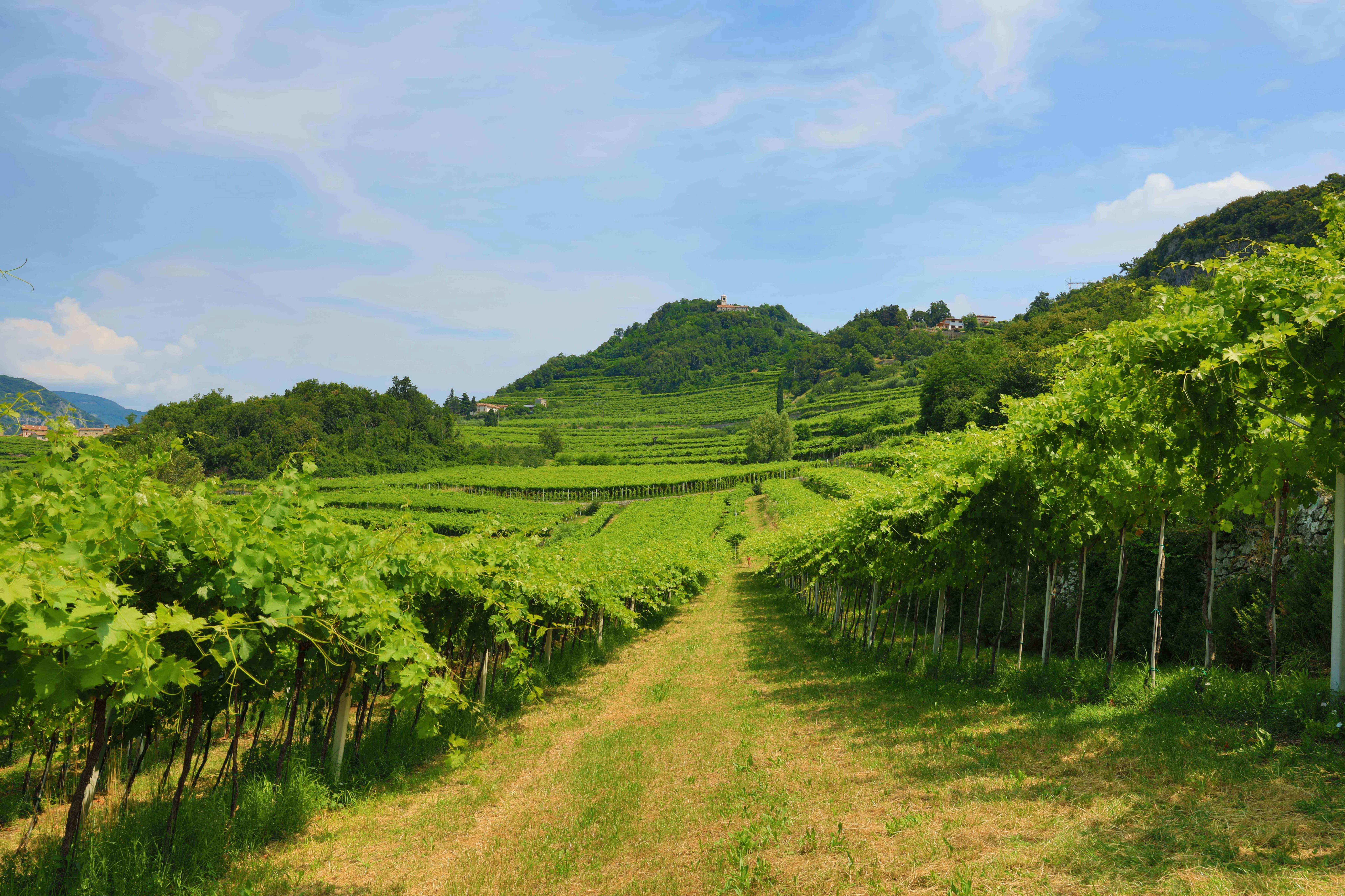 Vineyard with rows of grapevines stretching into the distance, set against rolling green hills and a partly cloudy sky.