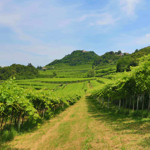 Valpolicella: Degustação de Alimentos e Azeite + Transporte Opcional - Photo 4