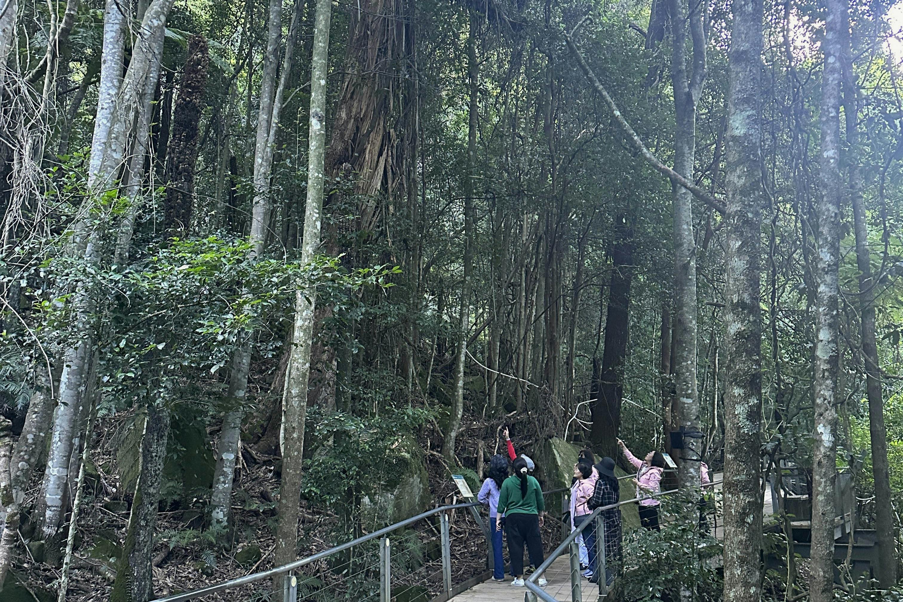 Begeben Sie sich auf eine geführte Wanderung durch einen uralten Regenwald