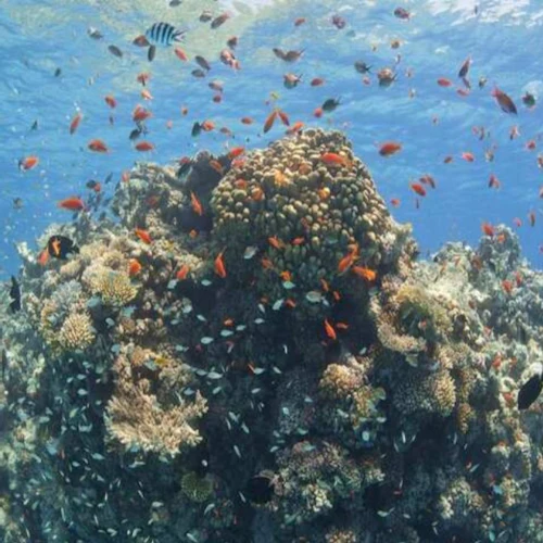 Marsa Alam: Overnight Stay at Sataya Dolphin House + Snorkeling - Photo 26