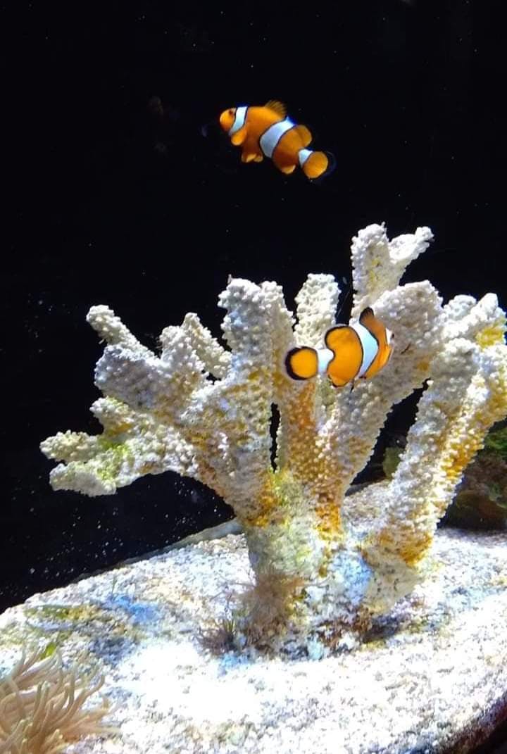 Due pesci pagliaccio che nuotano intorno a una struttura di corallo bianco in un acquario marino.