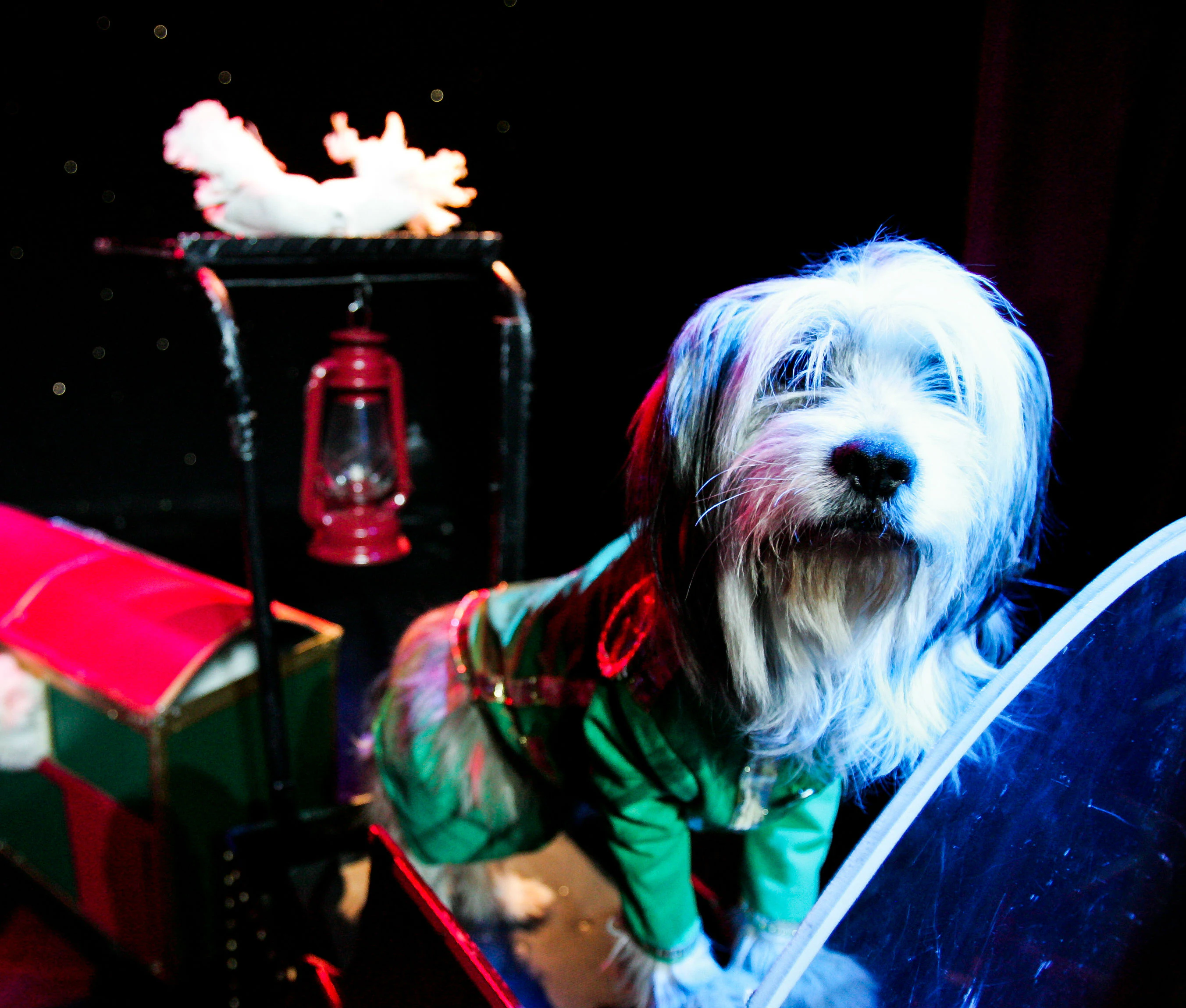V Theater Las Vegas: Popovich Comedy Pet Theater