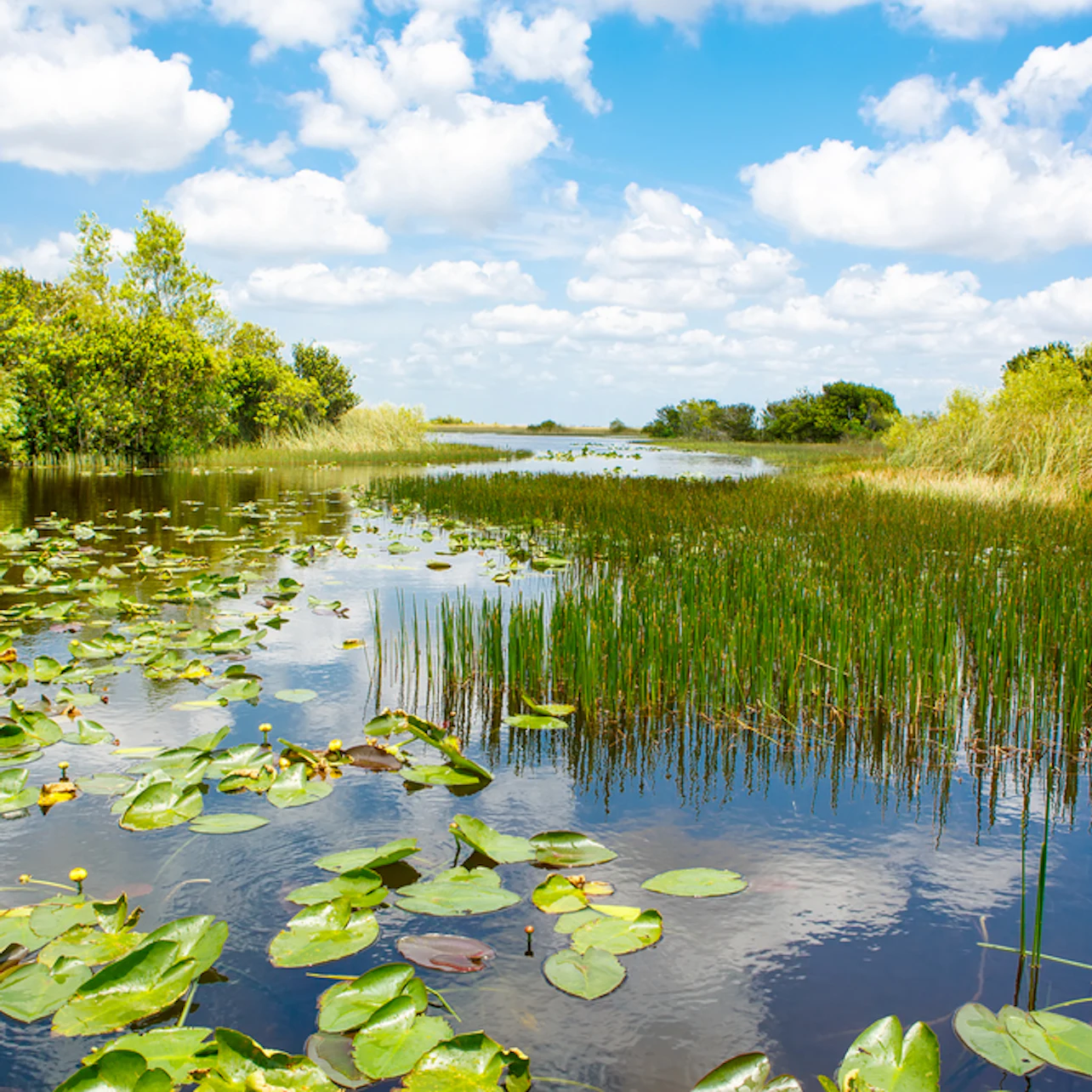 Fort Lauderdale: 40-Min Everglades Airboat Ride & Animal Sanctuary Entry in Fort Lauderdale β Tiqets