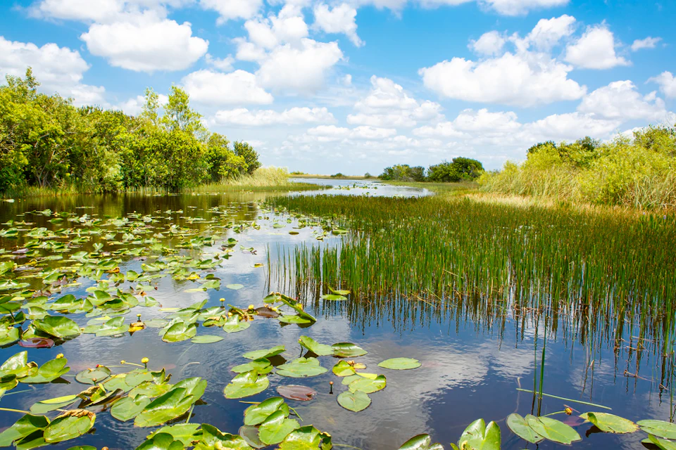 A serene wetland scene with lily pads, tall grasses, and trees under a blue sky with scattered clouds.