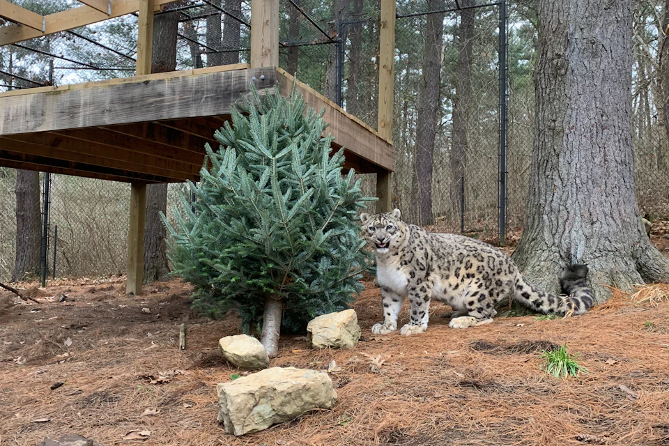 Snow Leopard Habitat