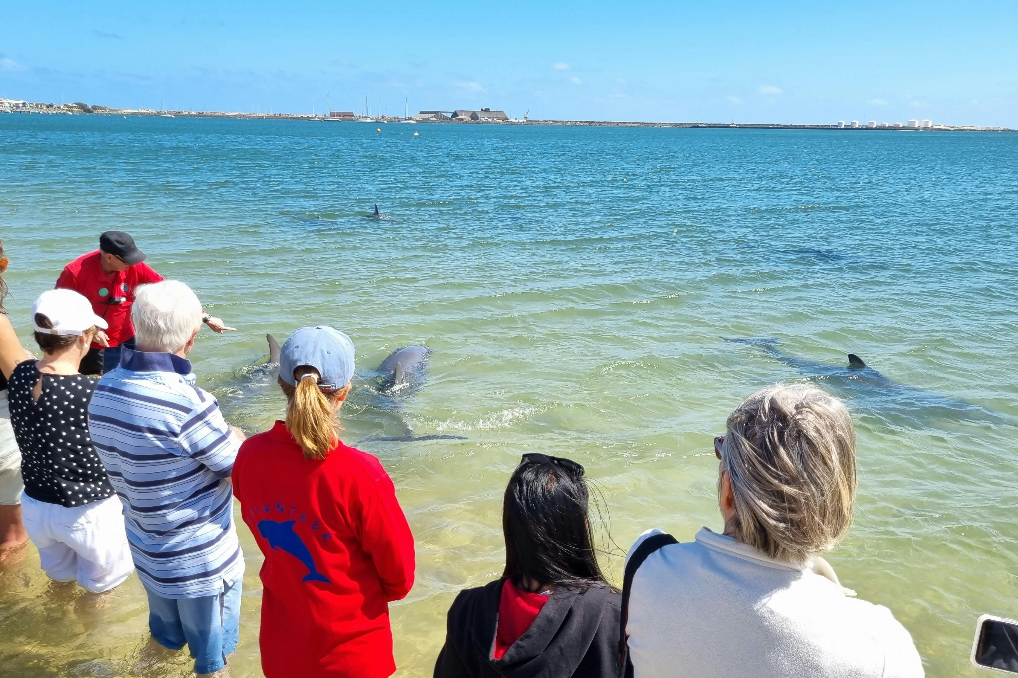 돌고래 상호 작용 영역 (무료) 대부분의 방문은 오전 8 시부 터 오전 11 시까 지 따뜻한 달에 발생합니다)
