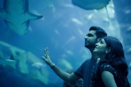 Dubai Aquarium & Underwater Zoo: Penguin Cove & Nursery Experience