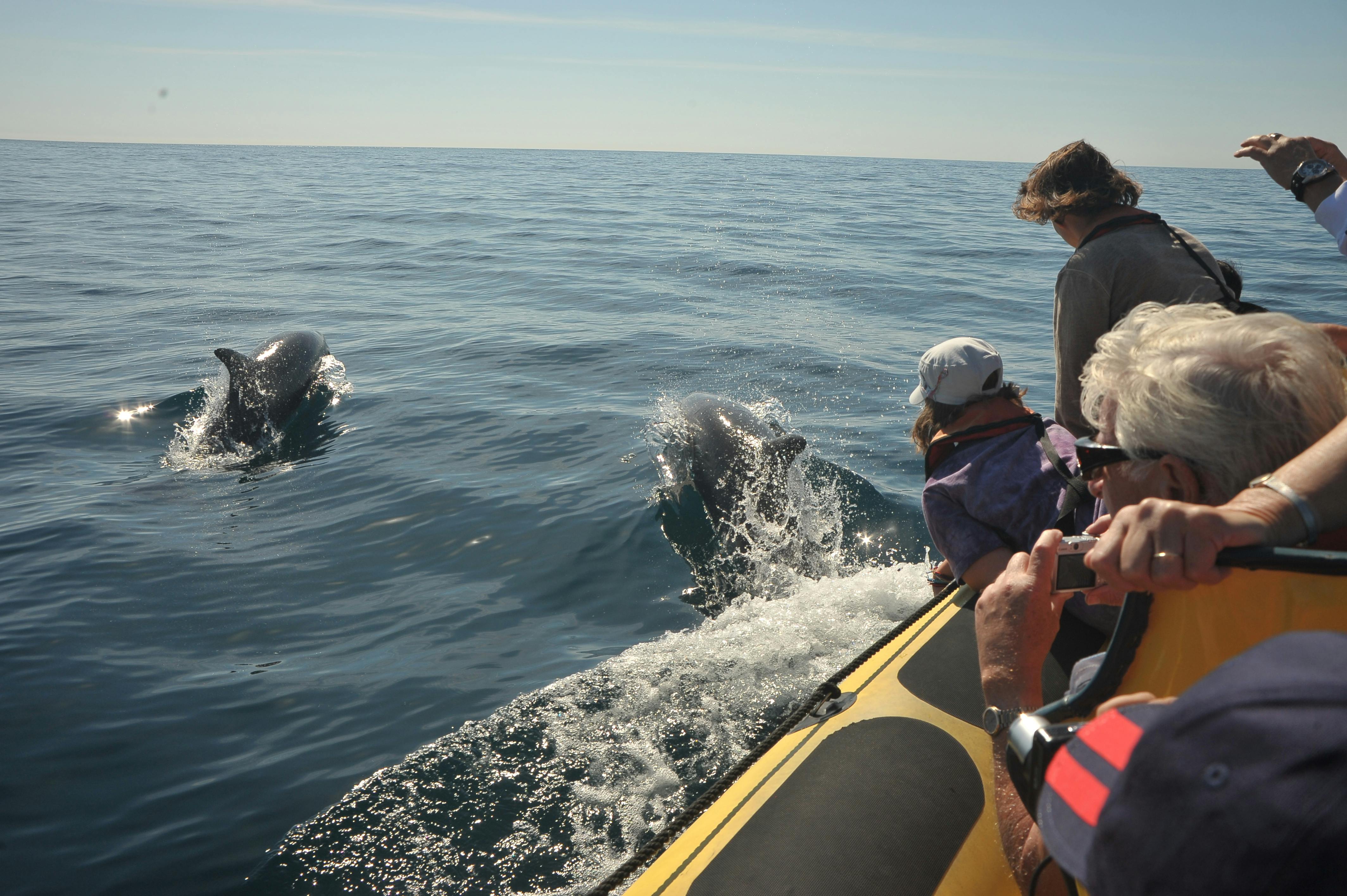 Lidé na lodi pozorují dva delfíny, jak plavou a vyskakují z vody v klidném moři.