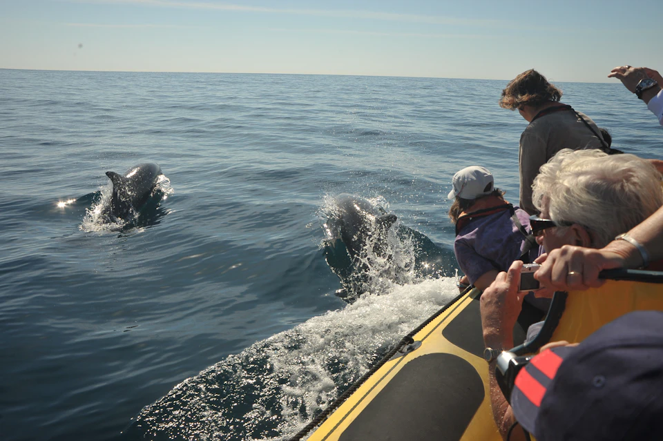 People on a boat observe two dolphins swimming and jumping out of the water in a calm sea.