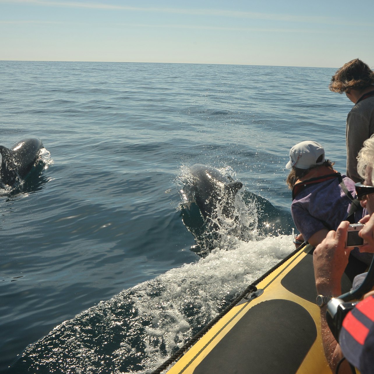 Grutas e observação de golfinhos desde Albufeira em barco semi-rígido - Acomodações em Albufeira