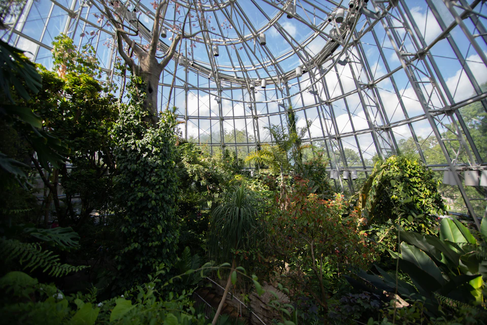 A lush greenhouse interior with various plants and trees under a large glass dome on a sunny day.
