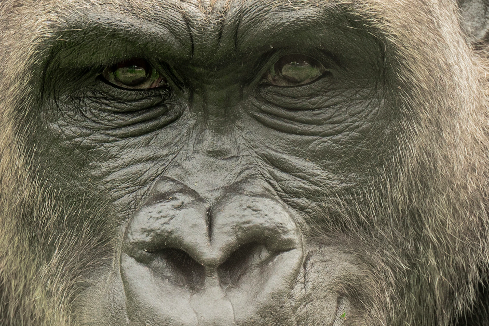 Close-up of a gorilla with a neutral expression, sitting against a grassy background.