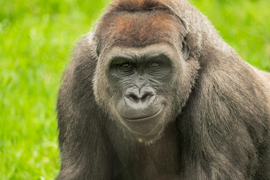 波士頓富蘭克林公園動物園門票