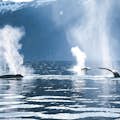 Trois baleines à bosse