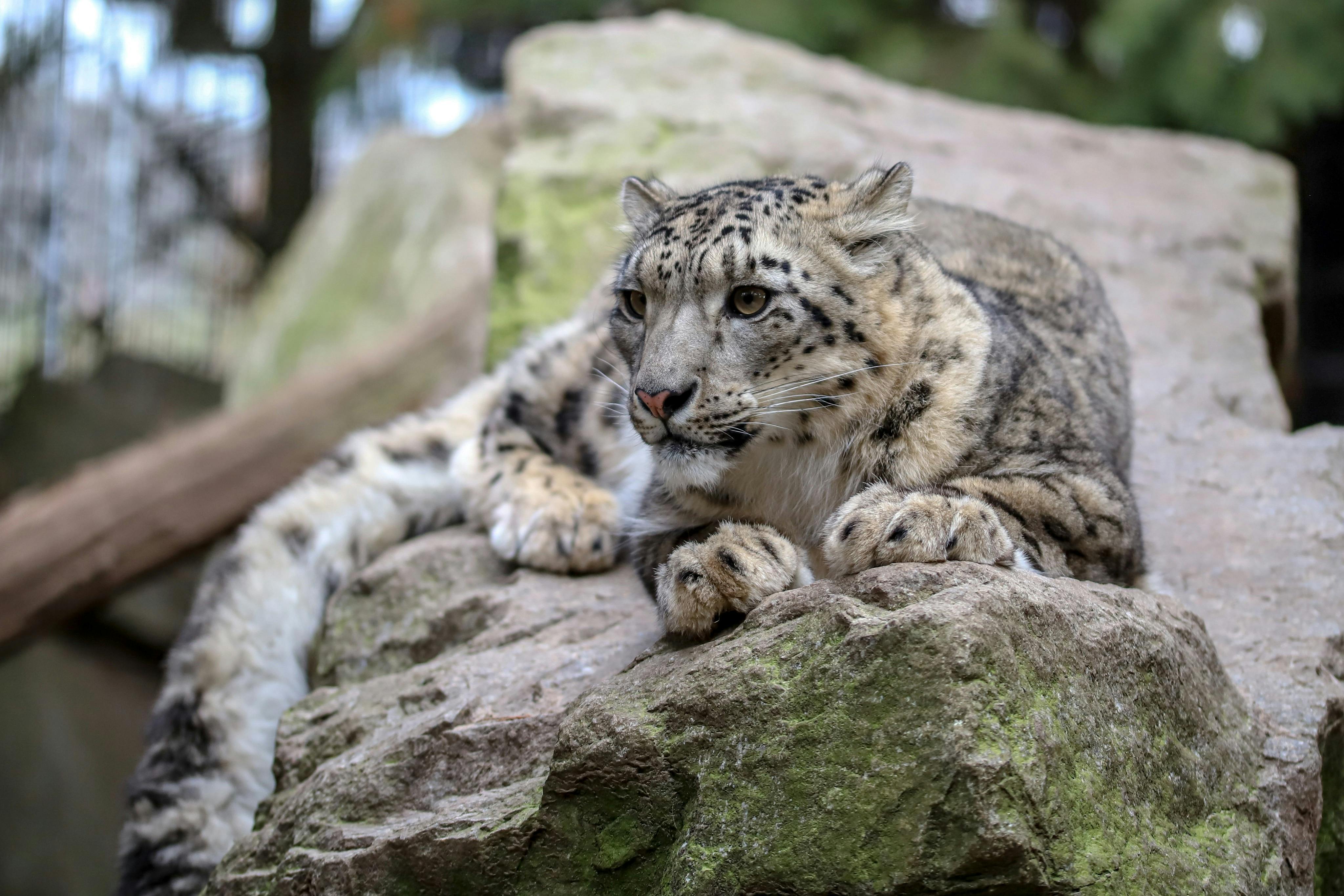 Schneeleopardin Rey im Wildkatzenzentrum Felidae
