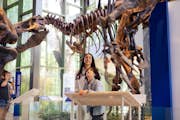 Galeria de dinosaures de la família Naylor al Museu Witte