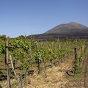 Rows of grapevines in a vineyard with a large mountain in the background under a clear blue sky.