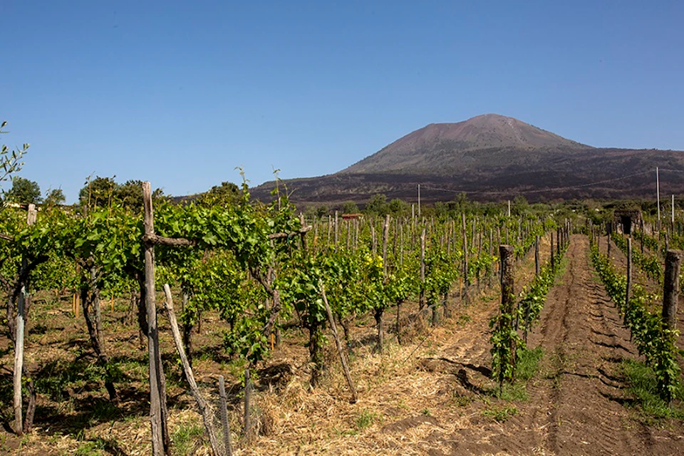 Rows of grapevines in a vineyard with a large mountain in the background under a clear blue sky.