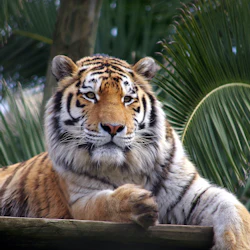 A tiger lies on a wooden platform with palm fronds in the background, looking directly at the camera.
