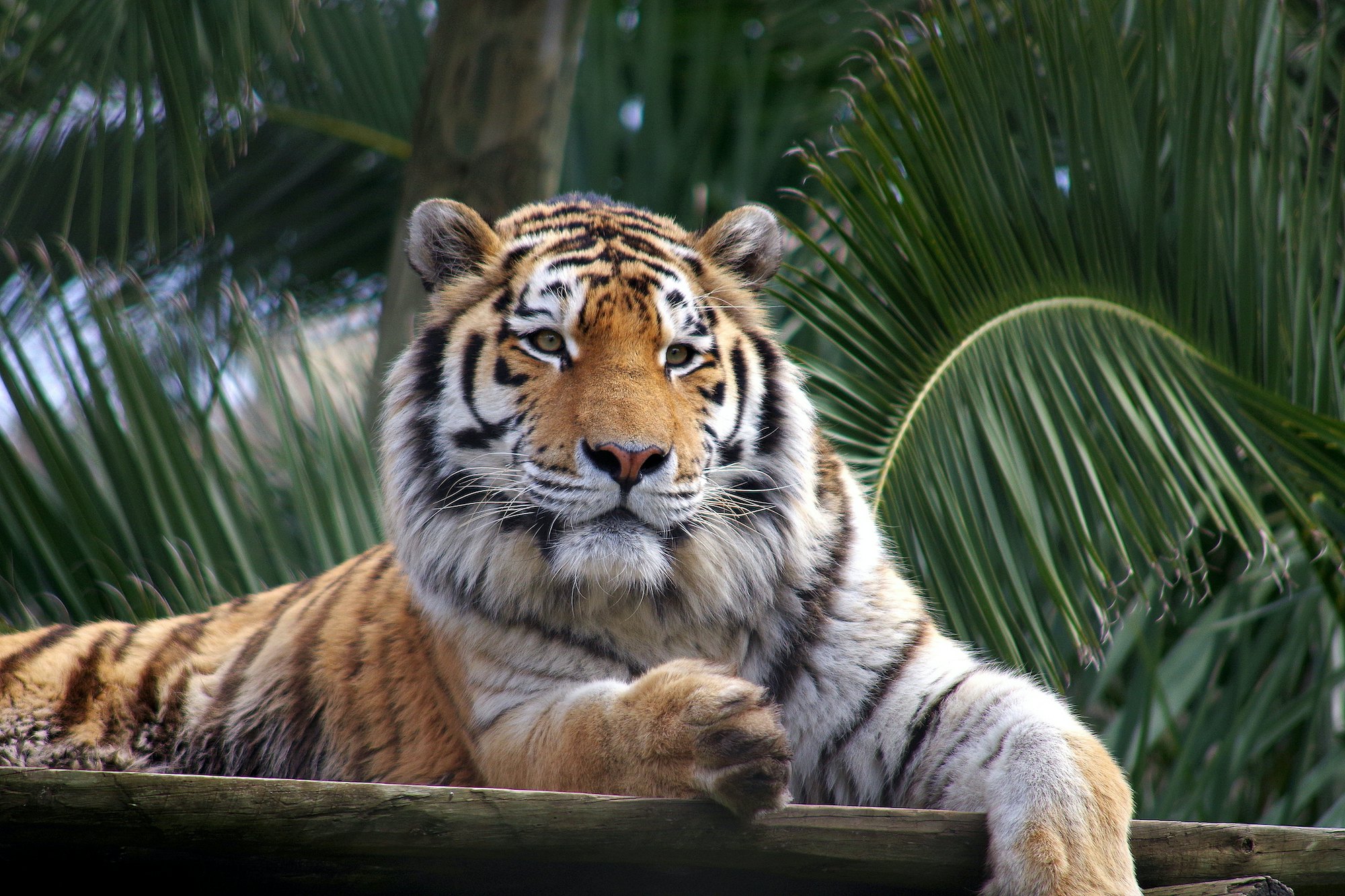 Jardim Zoológico de Lisboa: bilhete de acesso rápido