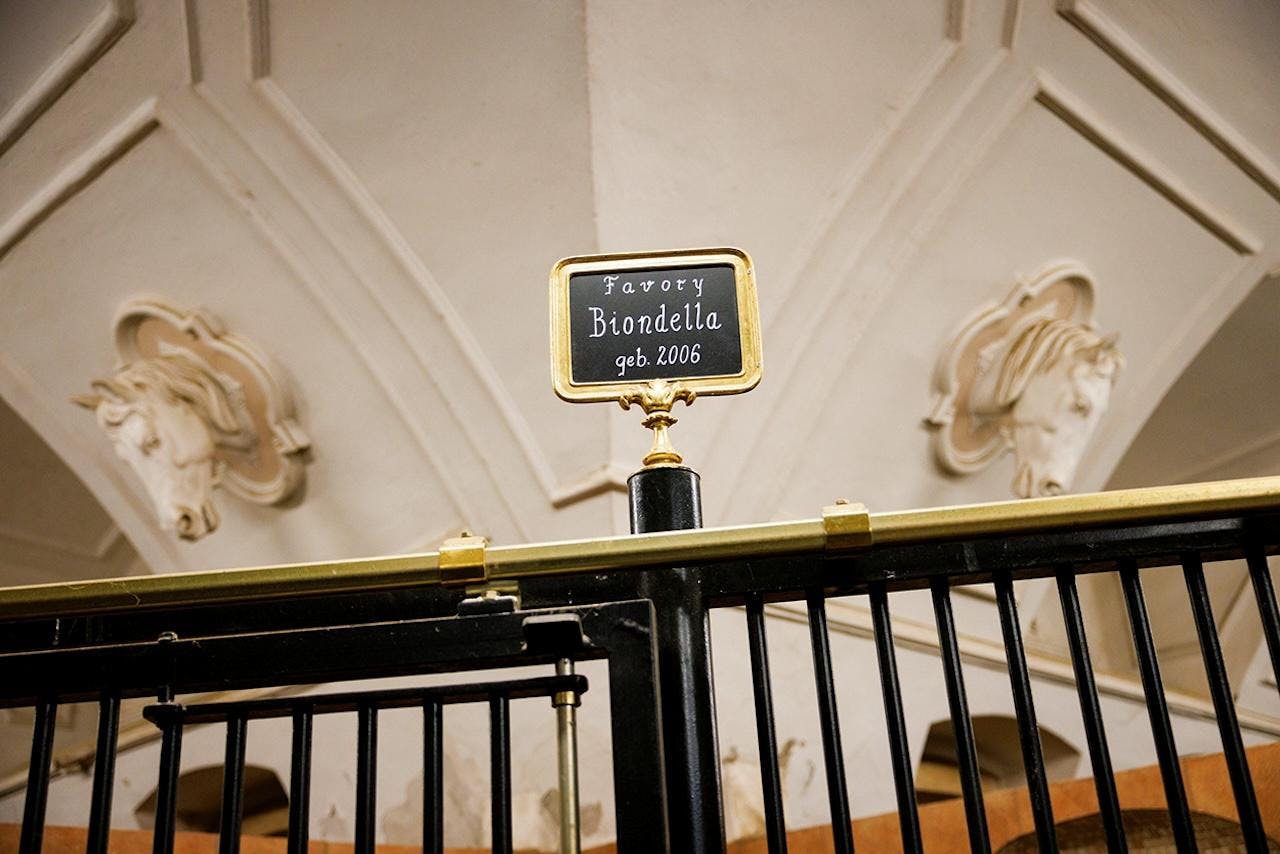 Plaketa s nápisem „Favori Biondella geb. 2006“ na zlatém rámu připevněném k černé kovové konstrukci, s ozdobným stropem vzadu.