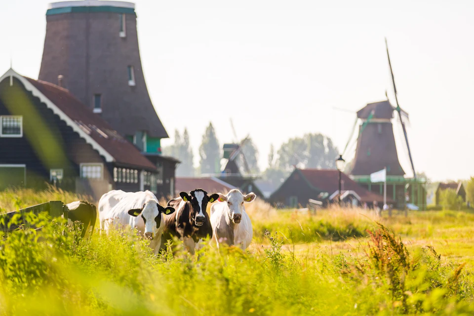 Cows grazing in a grassy field with traditional buildings and windmills in the background on a sunny day.