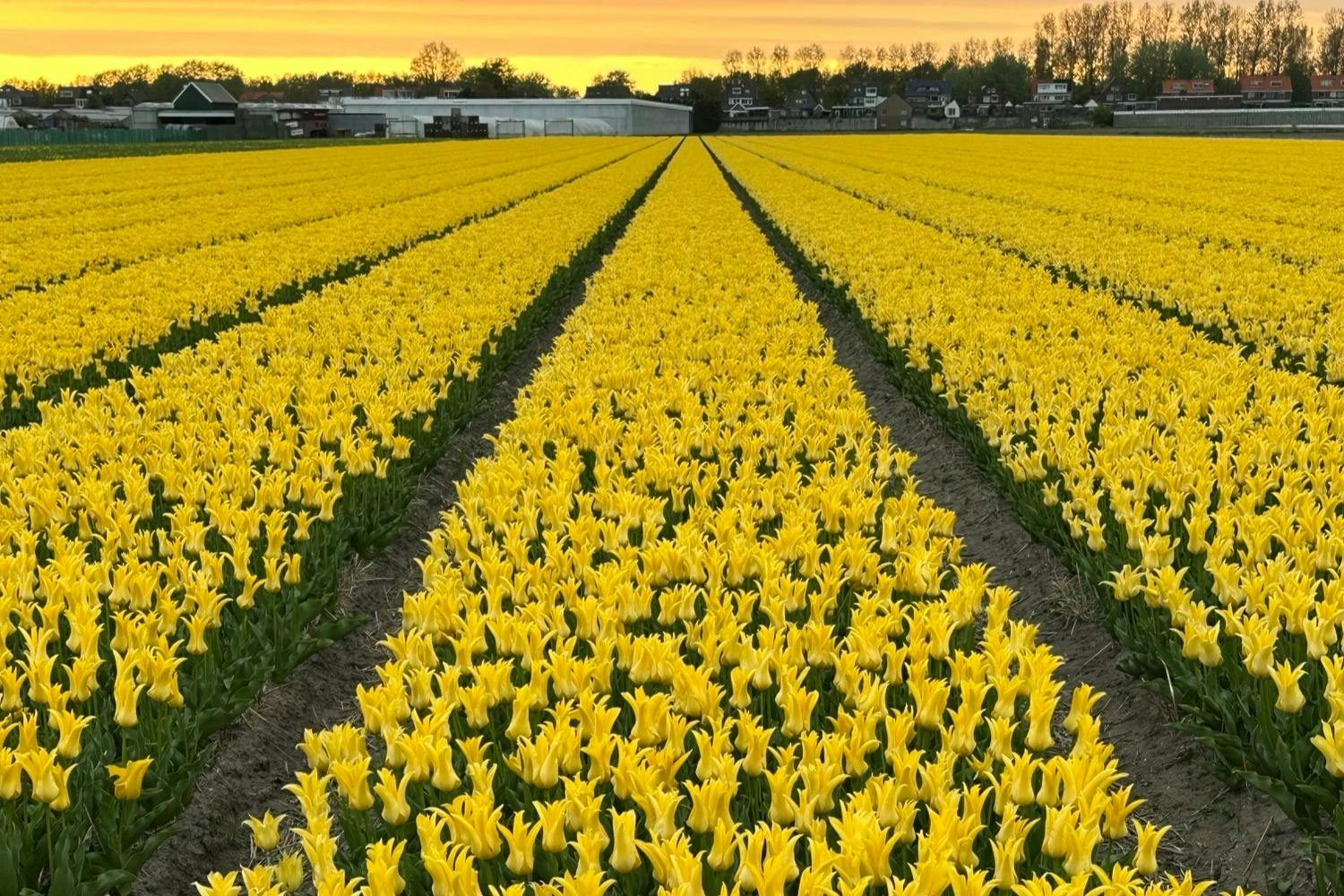 黄昏时分，一排排充满活力的黄色郁金香落在田野里，日落天空下远处有树木和建筑物。
