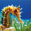 Primo piano di un cavalluccio marino giallo e appuntito che nuota vicino a piante subacquee verdi su uno sfondo blu dell'oceano.