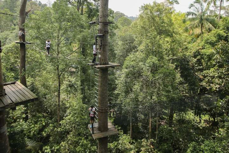 People navigating an elevated rope course through trees in a forested area, with safety harnesses and platforms visible.