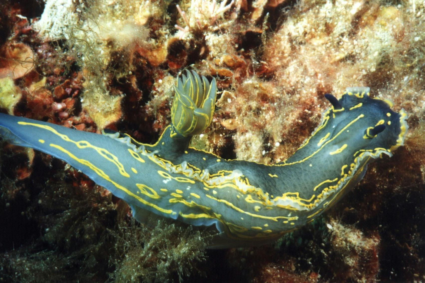 Nudibranch