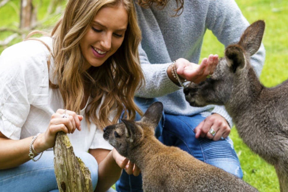 Парк дикой природы Moonlit Sanctuary