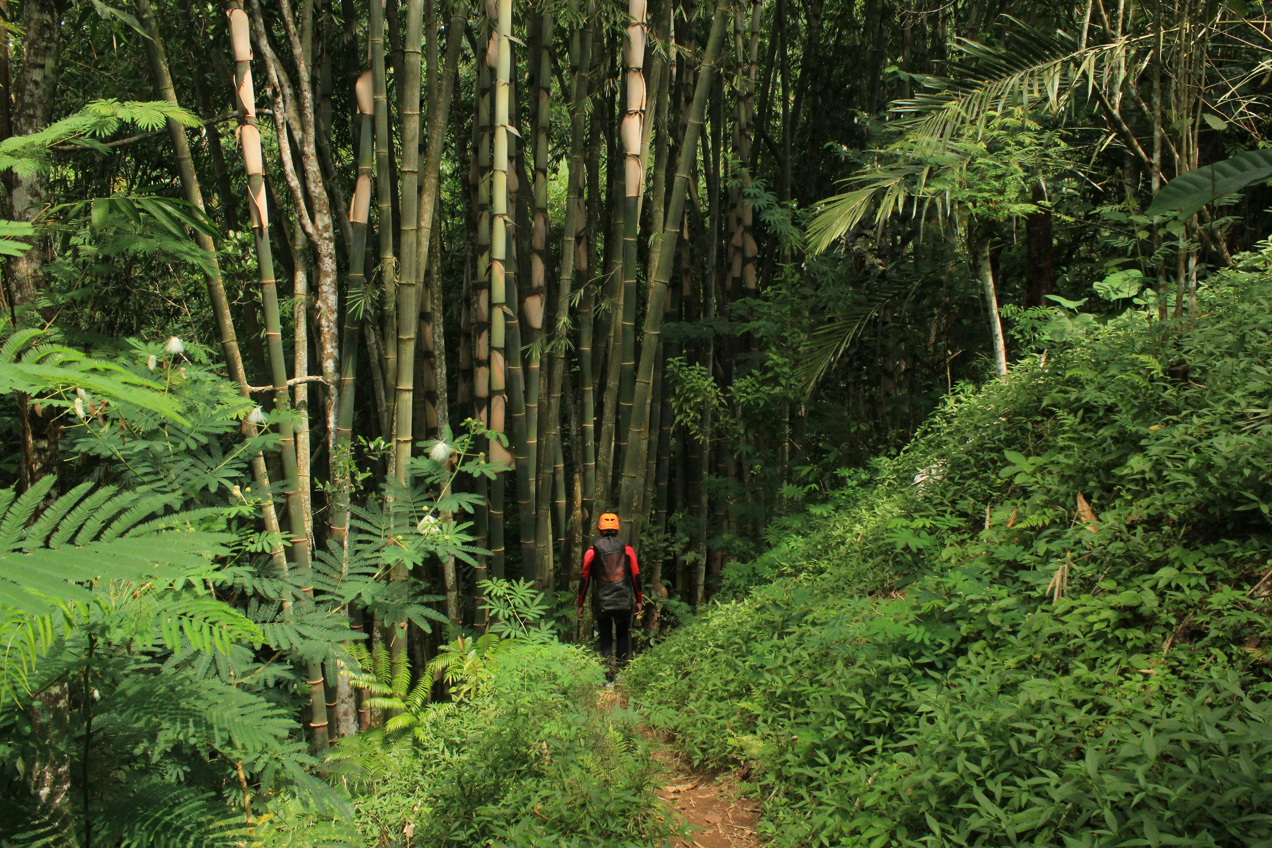 穿过竹子种植园的壮丽景色。