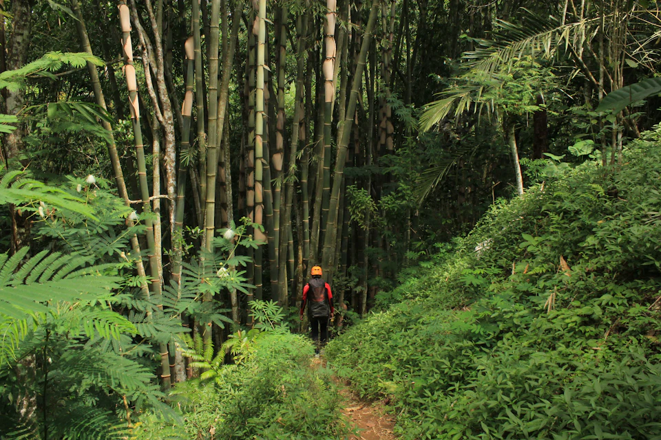Pass through the stunning view of the Bamboo Plantation.