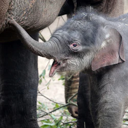 En elefantunge använder sin snabel för att nå upp till en vuxen elefants kropp, omgiven av grenar och grönska.