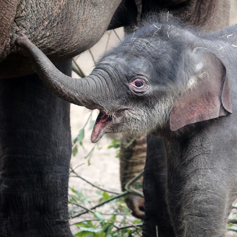 Tickets Artis Amsterdam Royal Zoo Amsterdam Tiqets Com