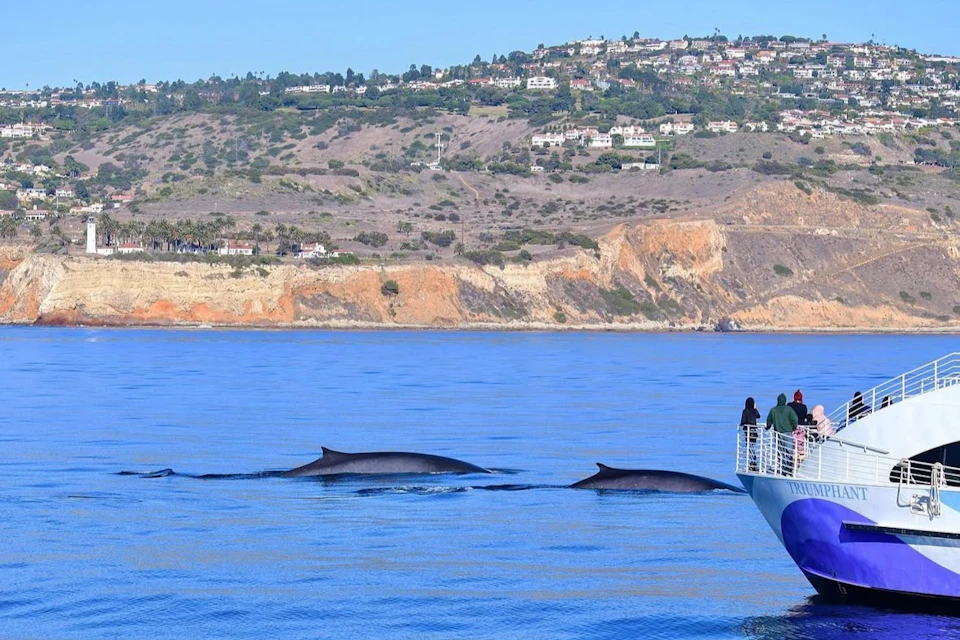People on a boat observing three whales swimming near a coastline with cliffs and houses visible in the background.