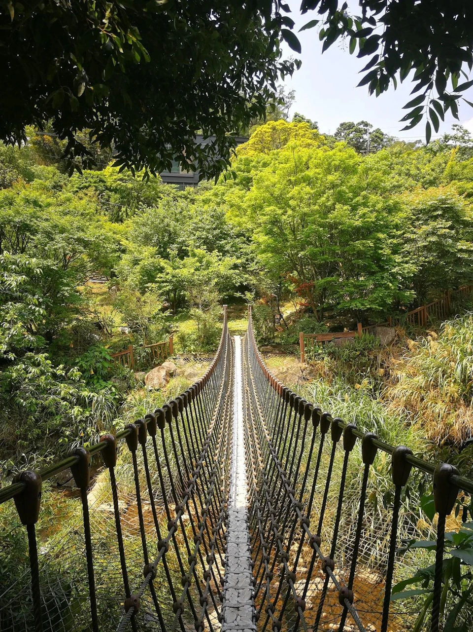 A narrow rope bridge stretches into a lush green forest under a sunny sky, surrounded by dense vegetation.