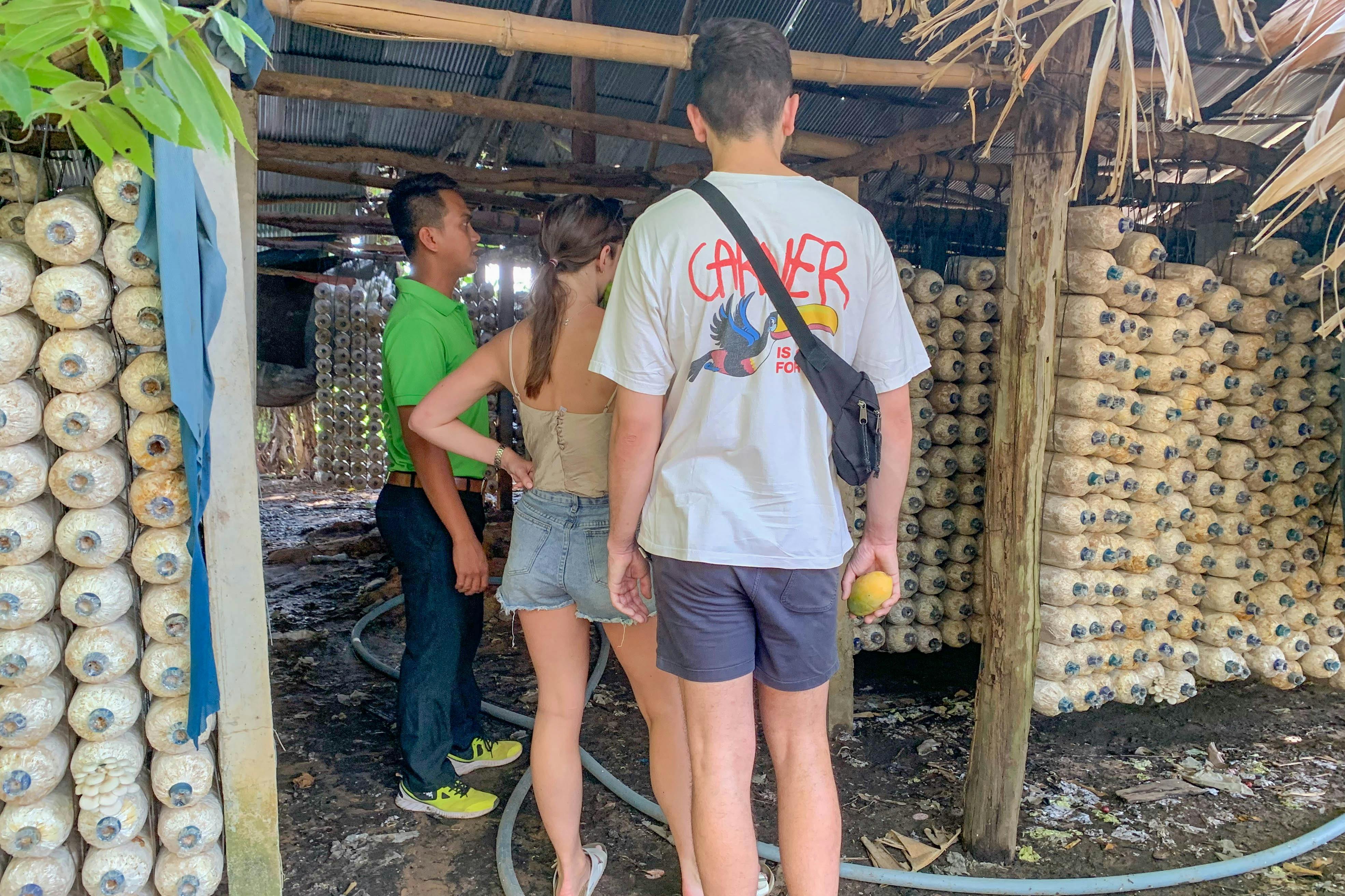 the local mushroom farm visit 