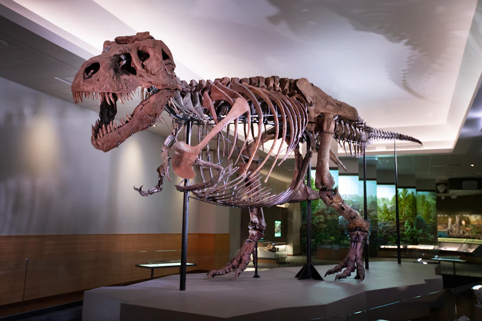 Tyrannosaurus rex skeleton on display in a museum exhibit, mounted on a platform under bright lighting.