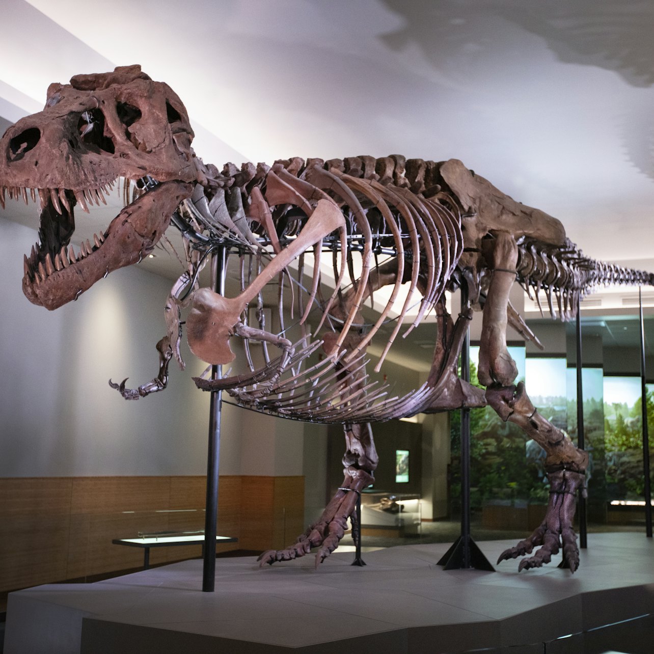 The Field Museum of Natural History: Biglietto d'Ingresso - Alloggi in Chicago