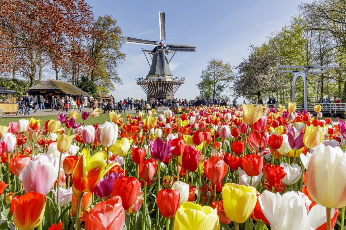 キューケンホフとチューリップフェスティバル|オランダのチューリップ庭園